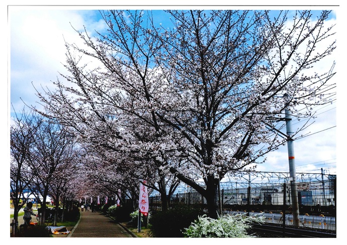 写真:新桜並木道