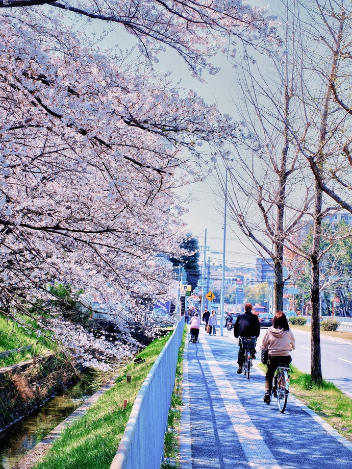 写真:南千里の春、桜並木と日常