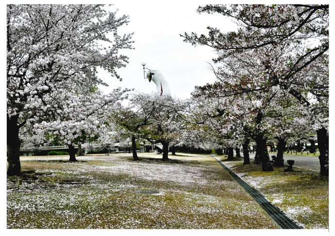 写真:散り始め