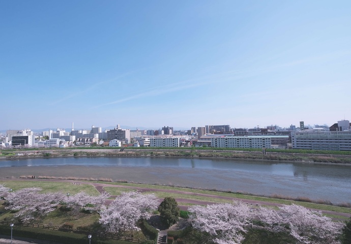 写真:安威川沿いの桜